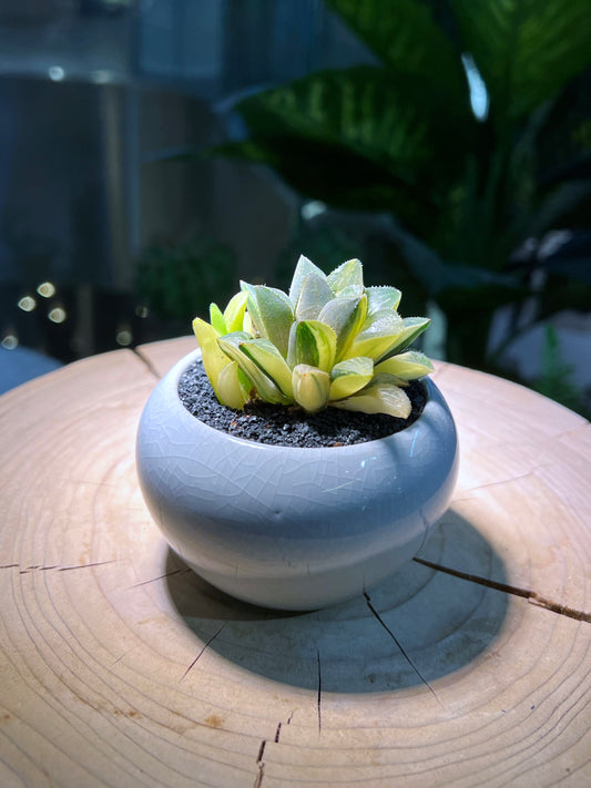 Variegated Haworthia Heidelbergensis in Marble Designed Round Ceramic Pot