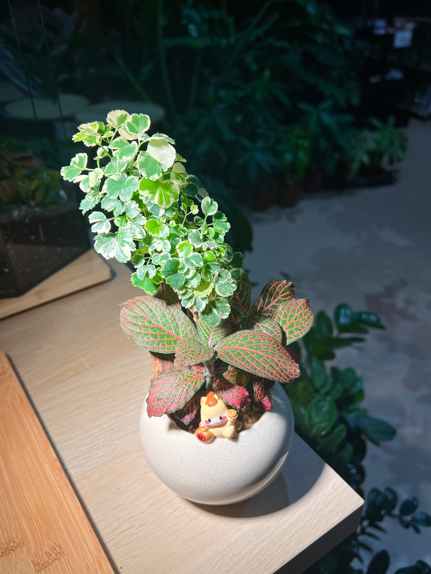 Fittonia and Polyscias (Bonsai Indoor Plant) Arrangement in Round Ceramic Pot