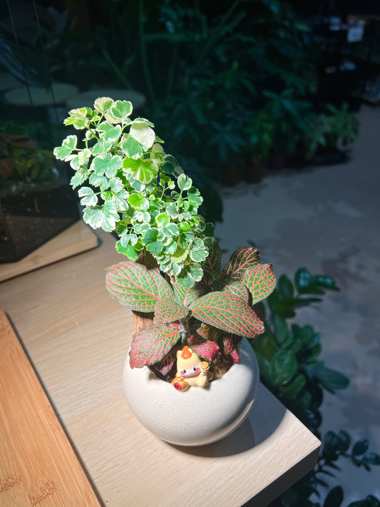 Fittonia and Polyscias (Bonsai) Arrangement in Round Ceramic Pot