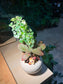 Fittonia and Polyscias (Bonsai Indoor Plant) Arrangement in Round Ceramic Pot