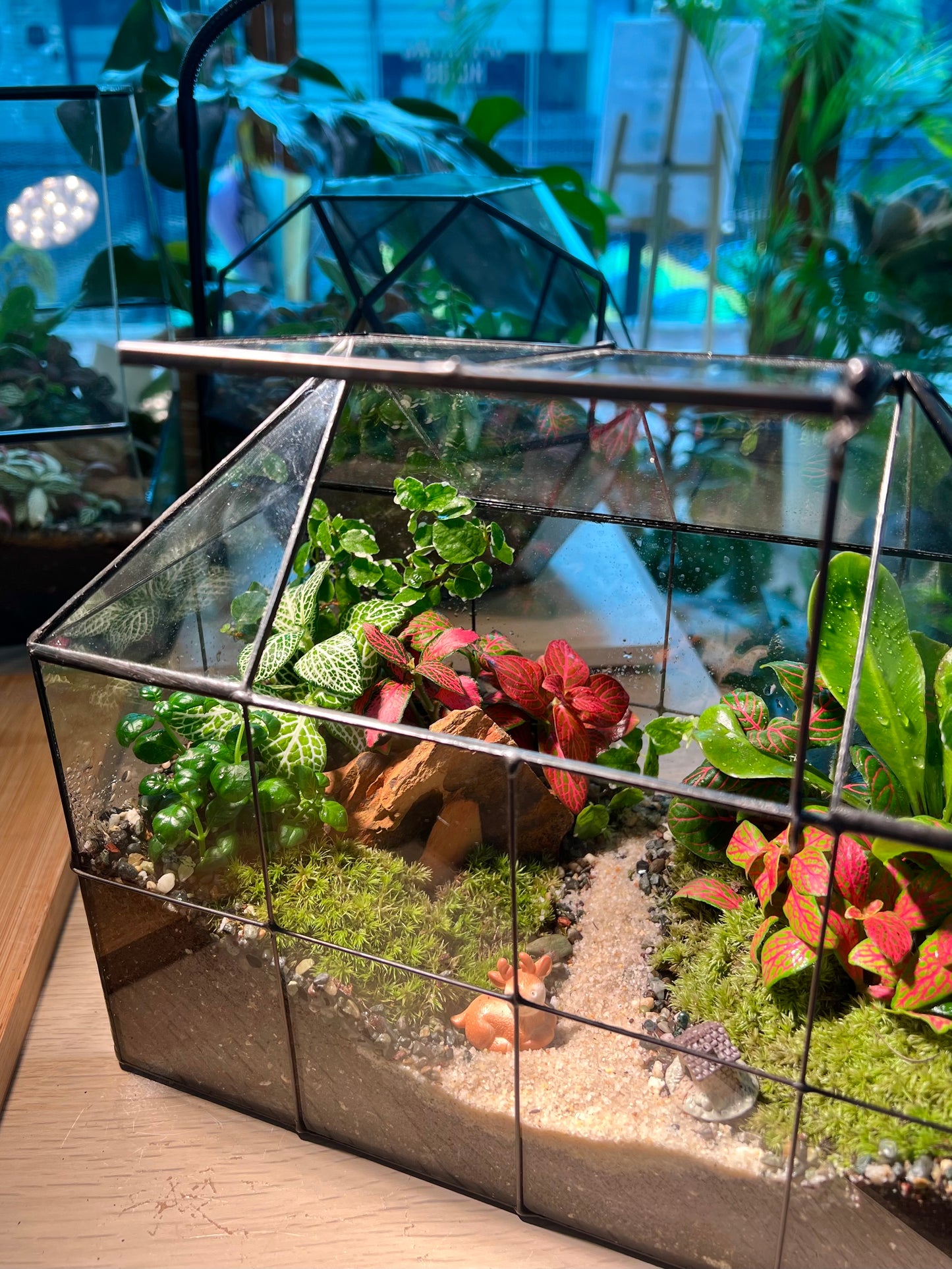 Fittonia, Fern with Moss (Indoor Plant) Arrangement in Black Grid House Terrarium