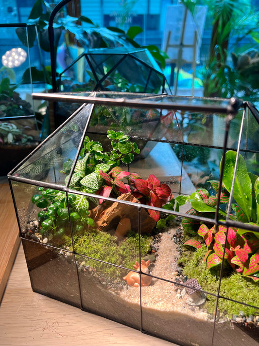 Fittonia, Fern with Moss (Indoor Plant) Arrangement in Black Grid House Terrarium
