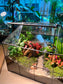 Fittonia, Fern with Moss (Indoor Plant) Arrangement in Black Grid House Terrarium