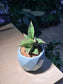 Sansevieria Pinguicula (Snake Plant) in Sky Blue Ceramic Pot