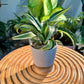 Dracaena in Designer Grey Clay Pot