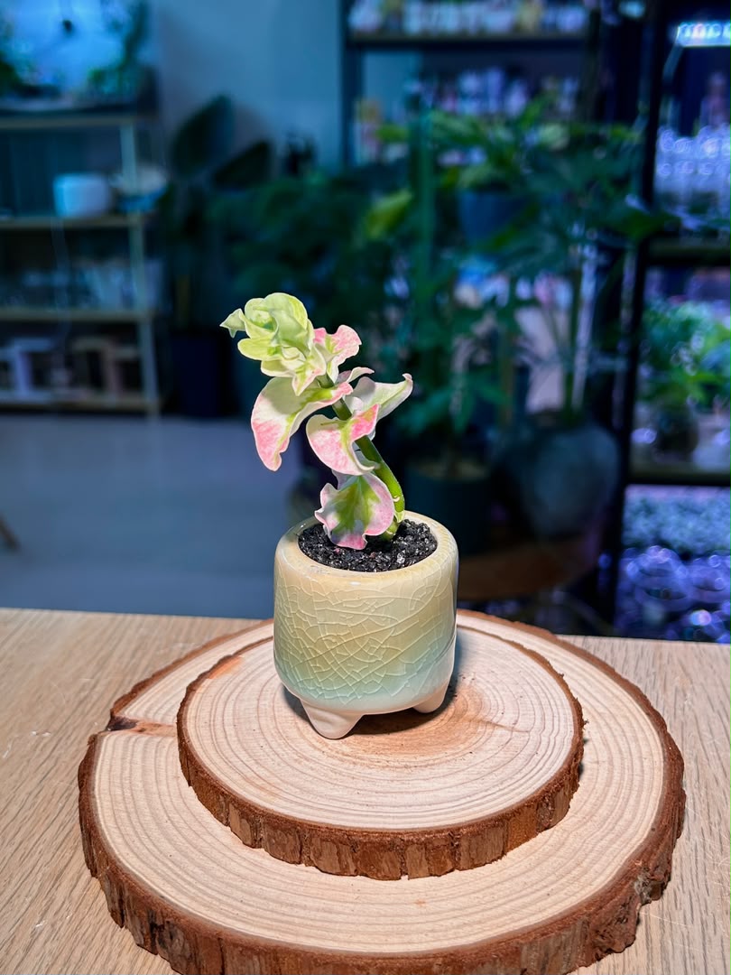 Bird Flower (小鸟花) Euphorbia Tithymaloides in Crackle Glazed Ceramic Pot
