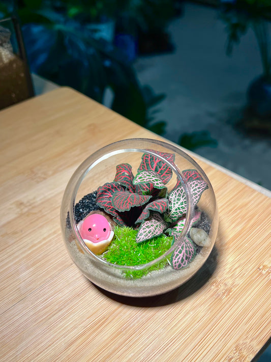 Fittonia with Moss Arrangement in Round Glass Terrarium (S)
