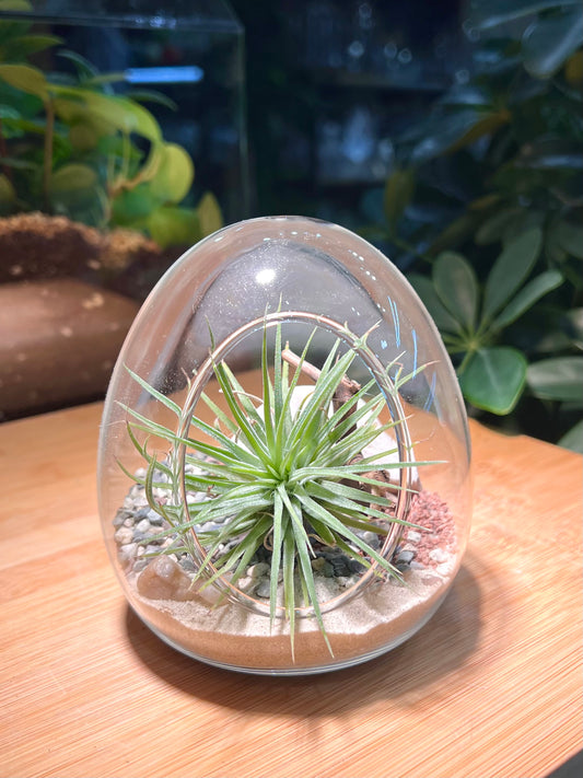 Airplant in Eggette Glass with 2 Random Figurines (S)