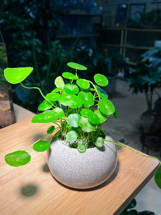 Hydrocotyle Vulgaris in Round Sky Blue Ceramic Pot