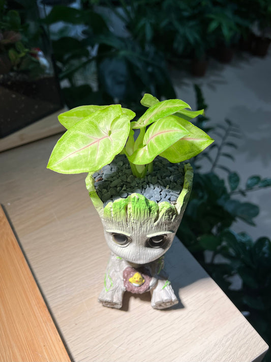 Syngonium in Groot Pot