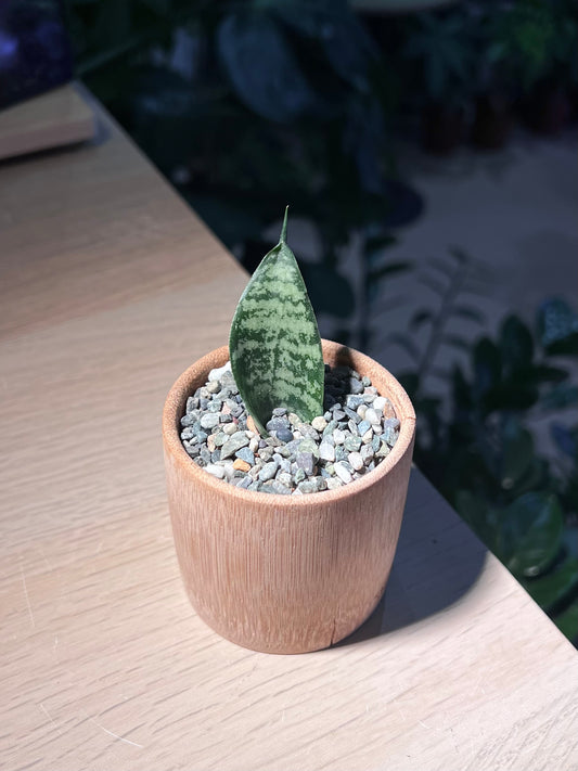 Snake Plant in Bamboo Pot