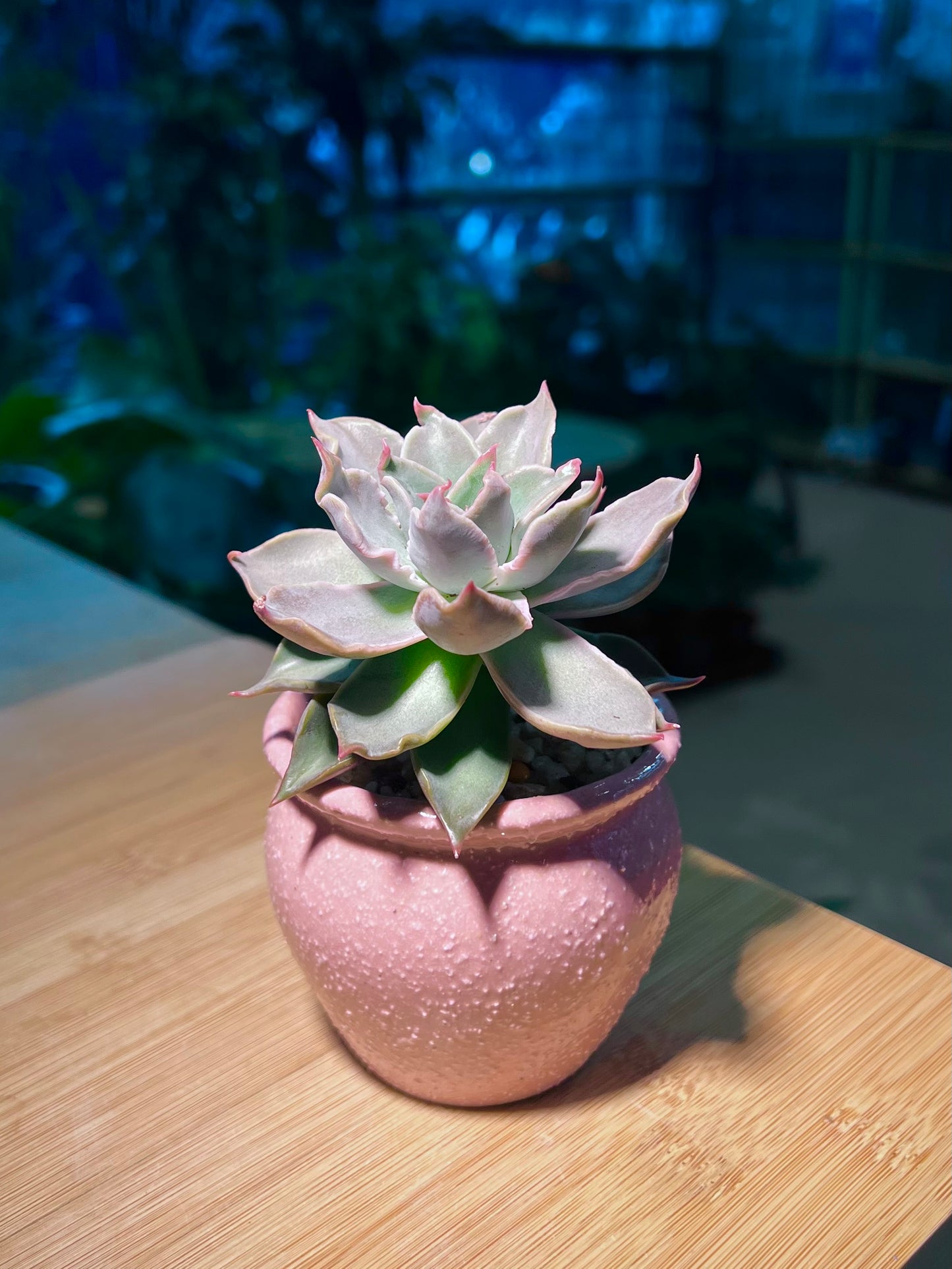 Echeveria Madiba in Pretty Pink Ceramic Pot