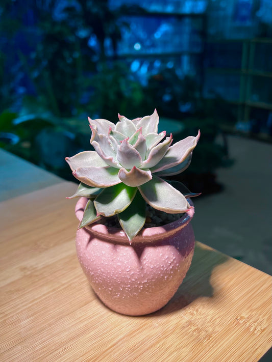 Echeveria Madiba in Pretty Pink Ceramic Pot
