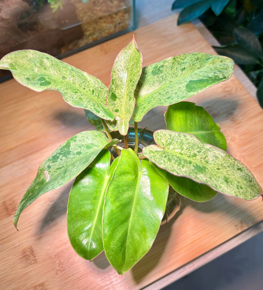 Philodendron in Water Based Glass
