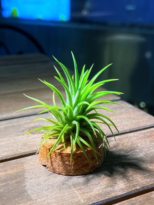 Airplant on Cork Coaster