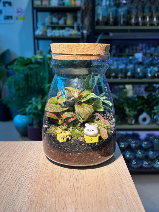 Indoor Plant Arrangement Fittonia & Moss & Njoy (网纹草 & 苔藓 & 喜悦葛) in A Line Glass