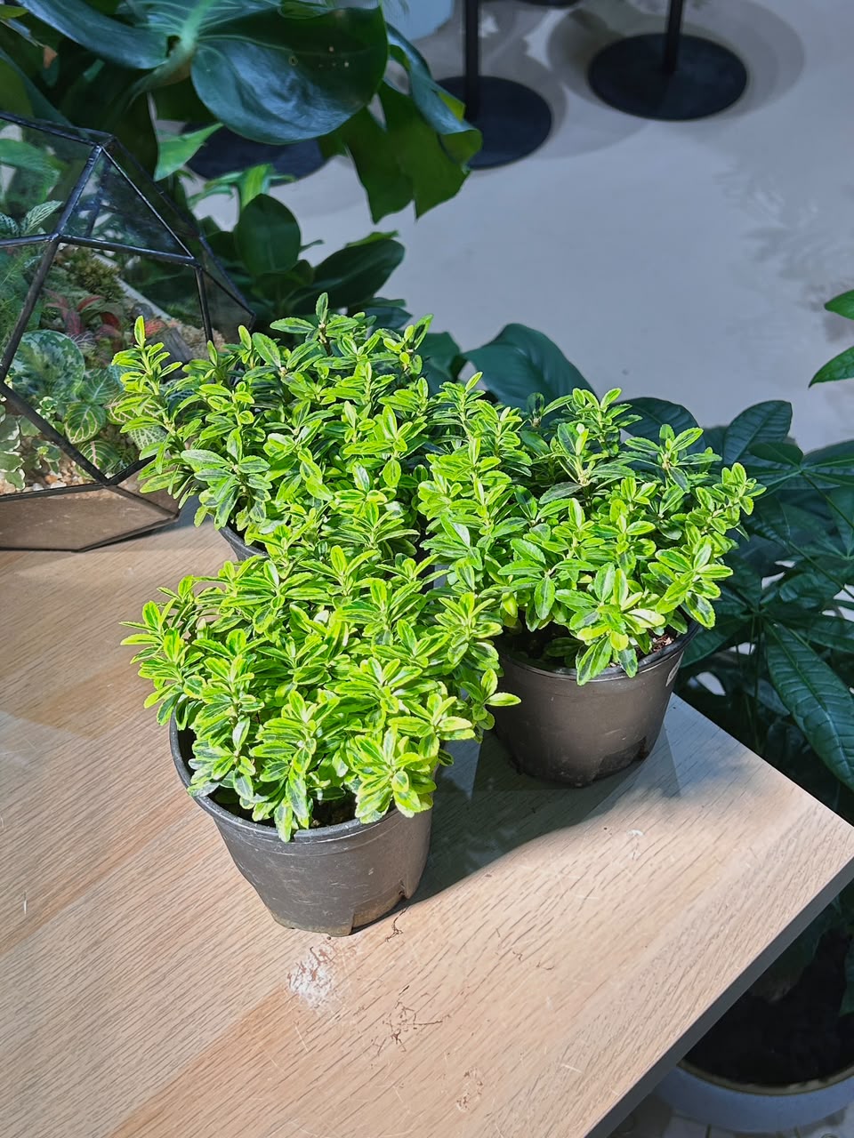 Plastic Pot - Variegated Euonymus (斑叶卫矛)