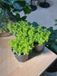 Plastic Pot - Variegated Euonymus (斑叶卫矛)