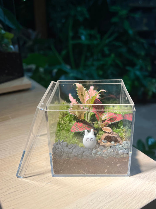 Fittonia with Moss Arrangement in Arcylic Box Terrarium (M)