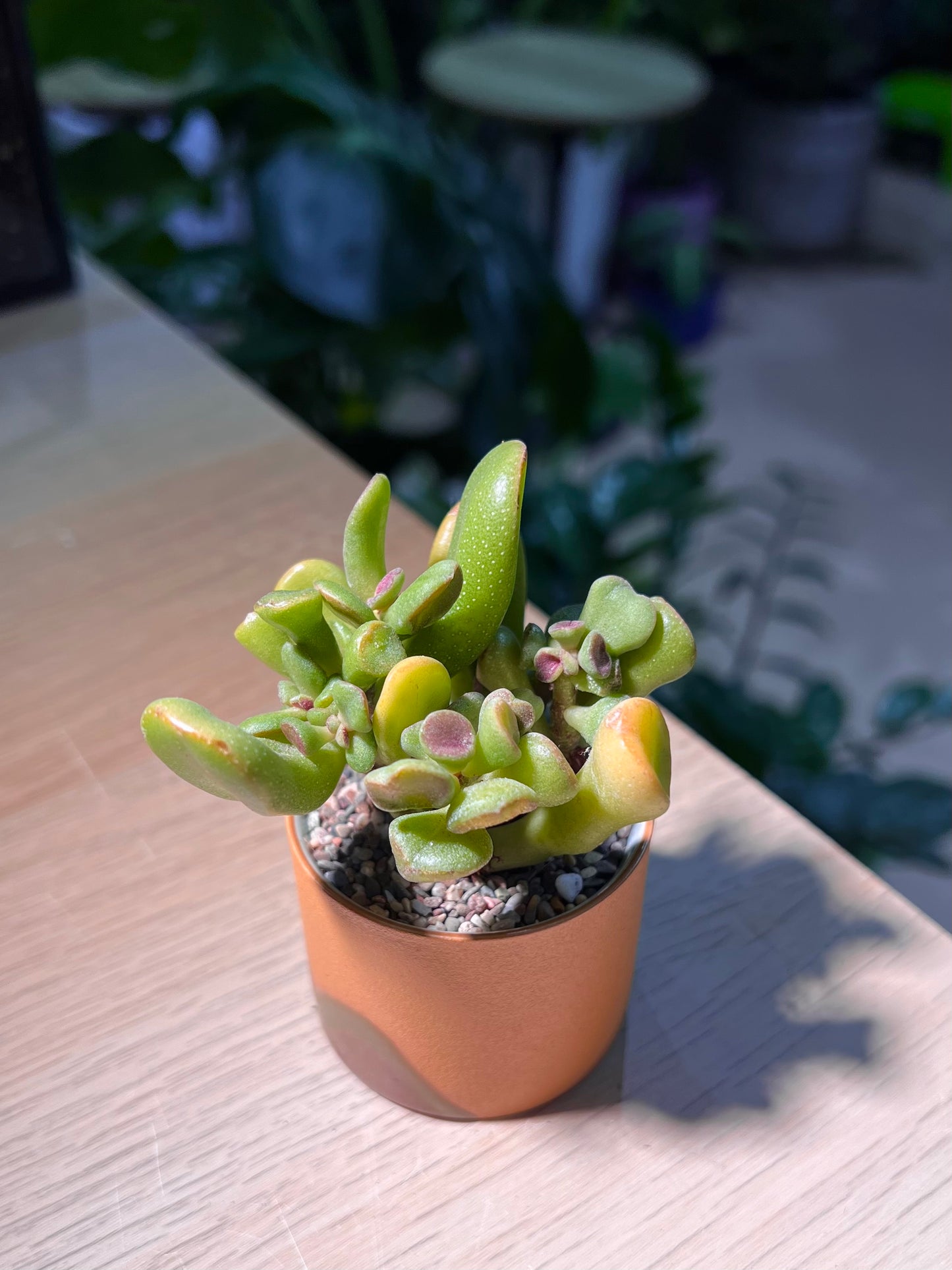 Crassula Ovata 'Gollum' in Bicolor Ceramic Pot