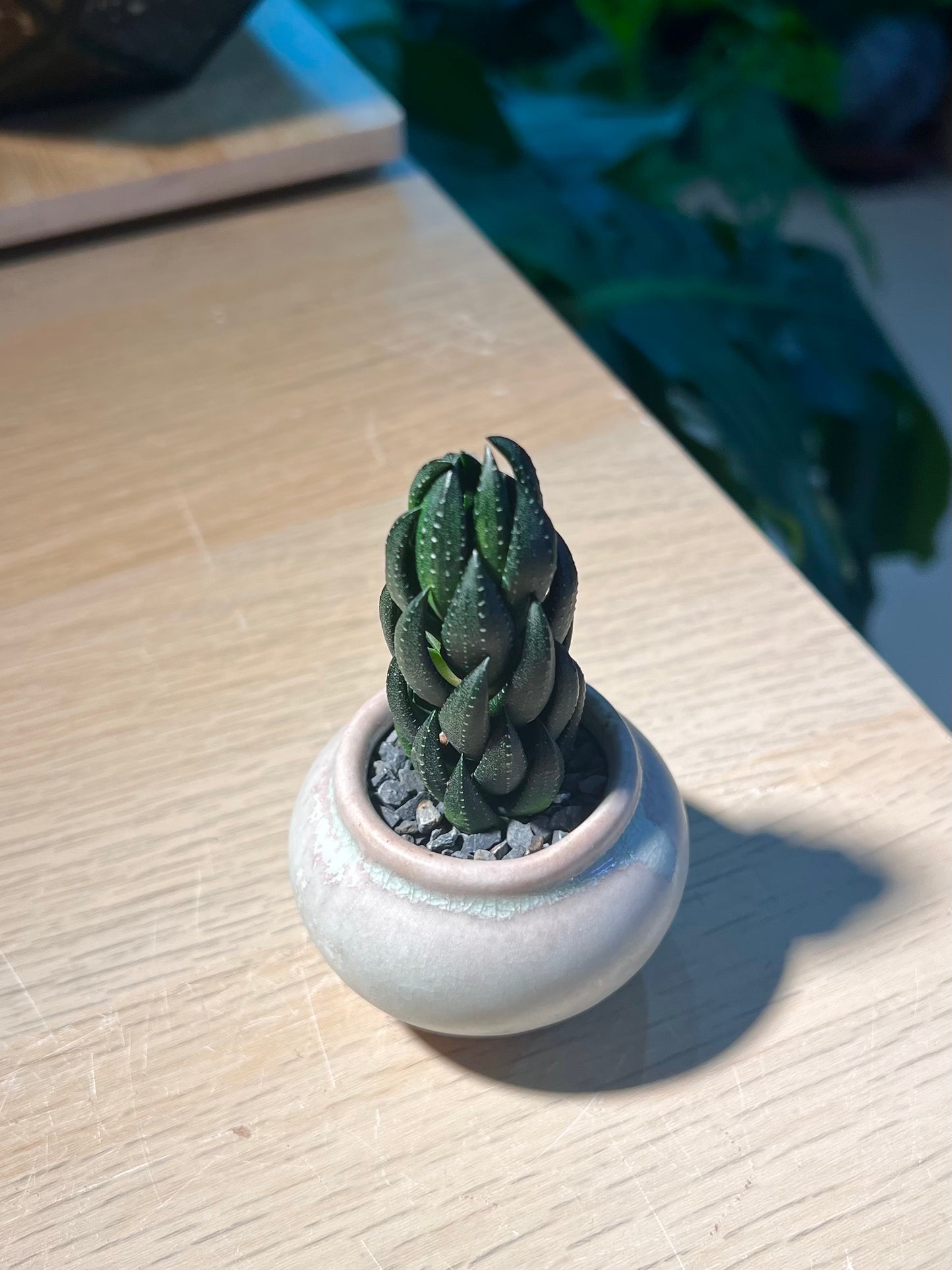 Haworthia Reinwardtii (十二卷) in Round Ceramic Pot