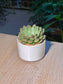 Echeveria (拟石莲花) Succulent in Cylindrical Glazed Pot
