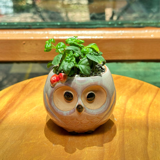 Houseplant in Designer Night Owl Pot