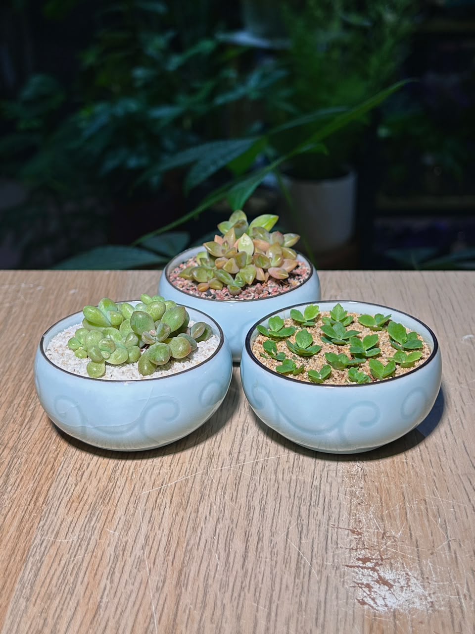 Door Gift - Succulent (多肉植物) in Cloud Glazed Pot