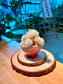 Mammillaria Plumosa (Feather Cactus) in Ceramic Pot