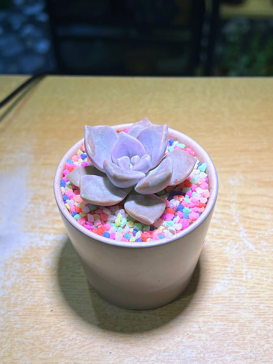 Echeveria Laui in Grey Ceramic Pot