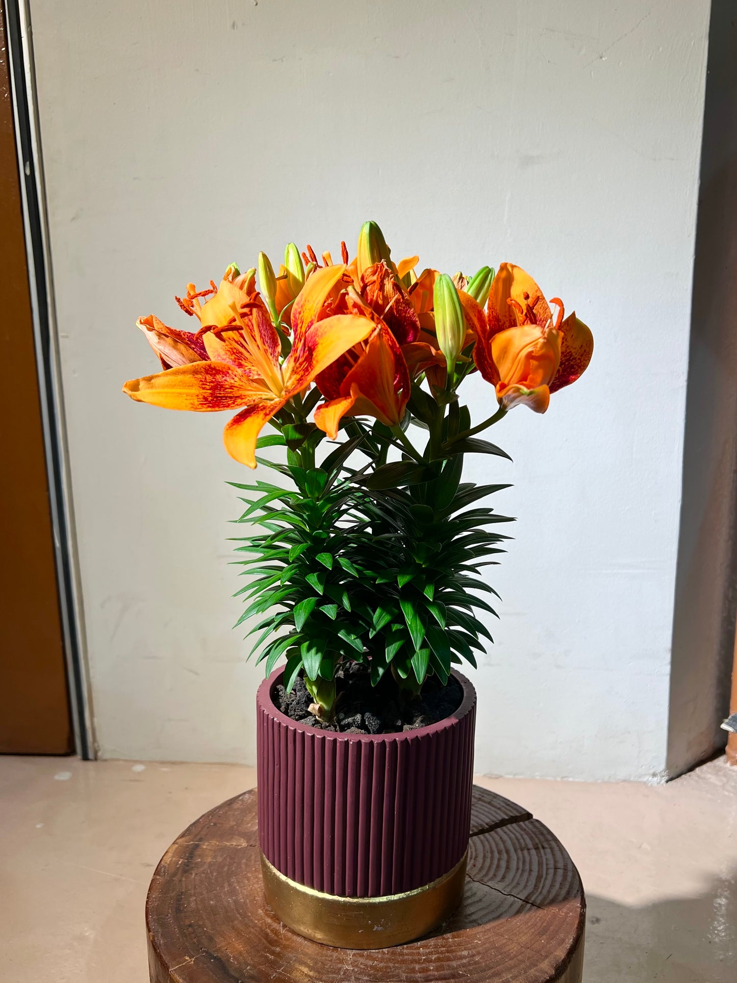 Asiatic Lily (百合花) in Dark Red Ceramic Pot