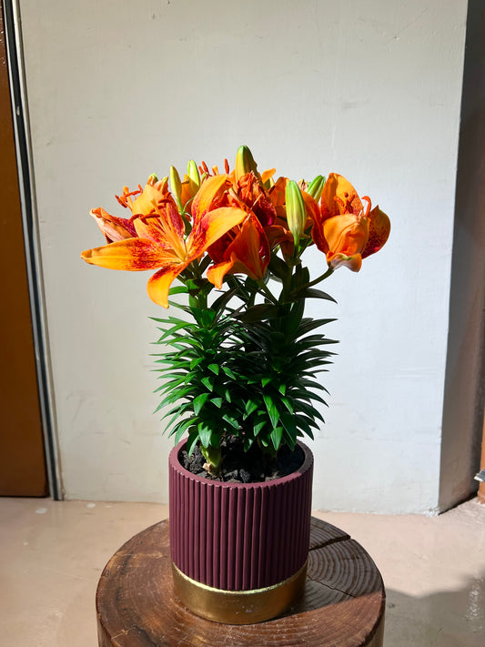 Asiatic Lily (百合花) in Dark Red Ceramic Pot
