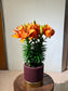 Asiatic Lily (百合花) in Dark Red Ceramic Pot
