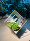 Succulent Terrarium in Cubical Glass