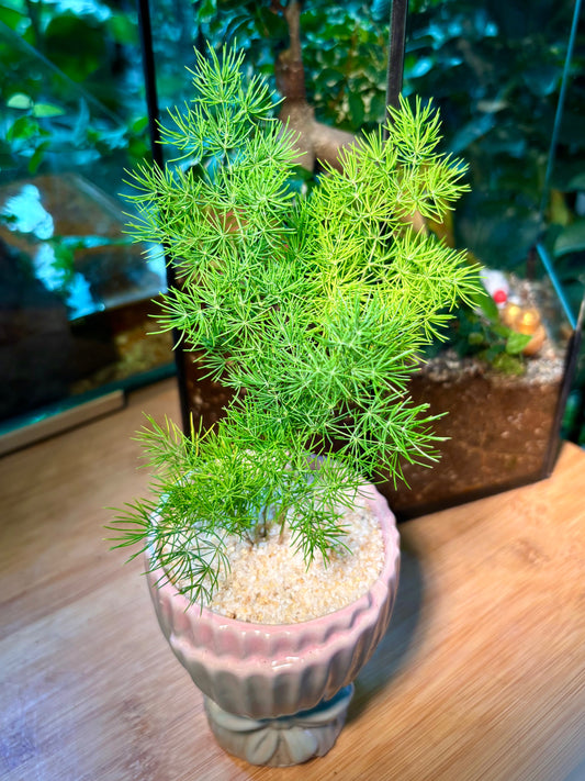 Asparagus Tenuifolius in Ribben Pink Pot 🎀