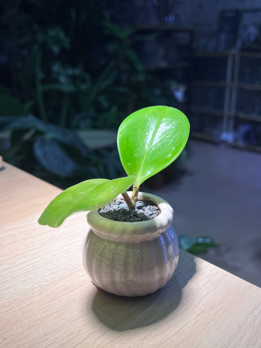 Peperomia in Petal Edge Ceramic Pot