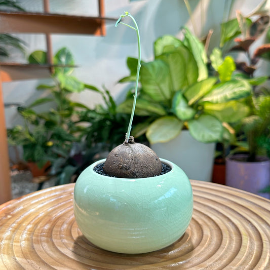 Stephania in Green Ceramic Pot