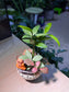 Fittonia and Nageia Nagi Arrangement with Capybara Figurine