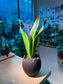 Snake Plant (虎尾兰) in Broken Eggshell Designed Pot
