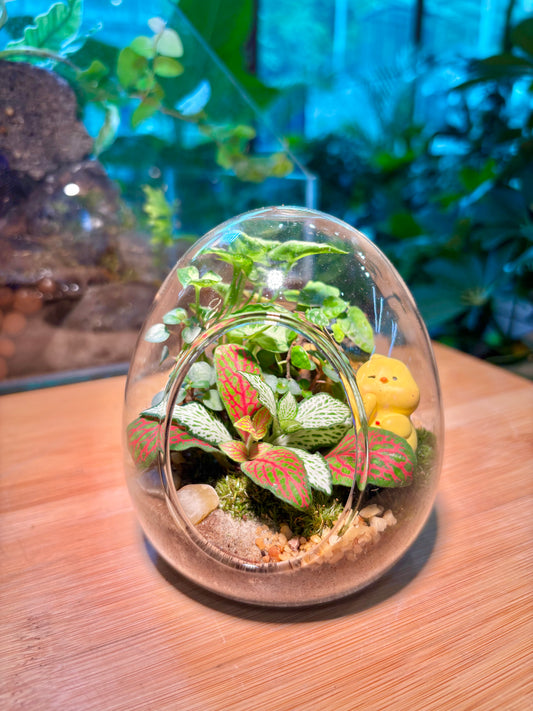 Indoor Plant in Cute Glass Terrarium 🪺🐣
