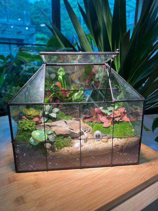 Indoor Plant Arrangement in Black Grid Housing Glasshouse Terrarium (M)