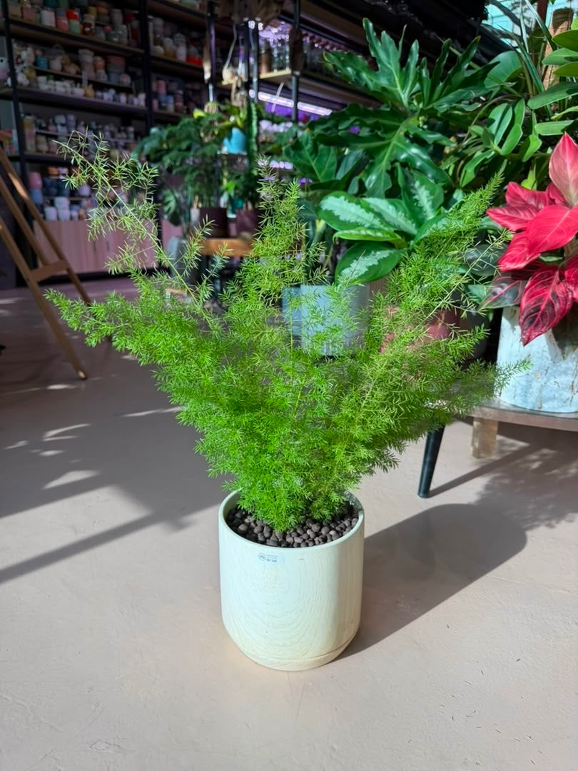 Asparagus Setaceus in Light Yellowish Claypot