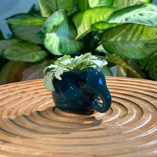 Fittonia in Green Designer Elephant Pot