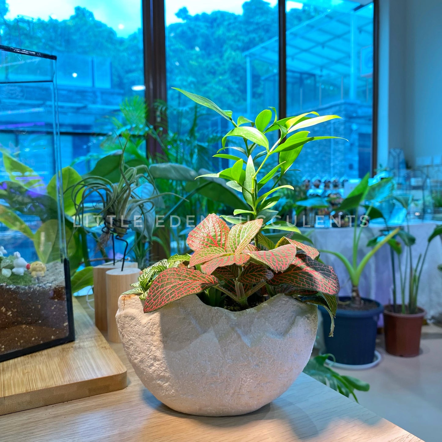 Fittonia and Nagi in White Faux Stone Mountain Pot