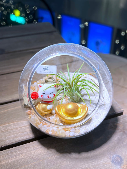 Airplant in Round Glass with Fortune Cat