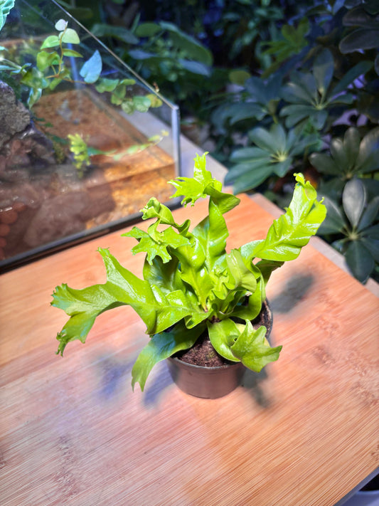 Microsorum Punctatum in Plastic Pot