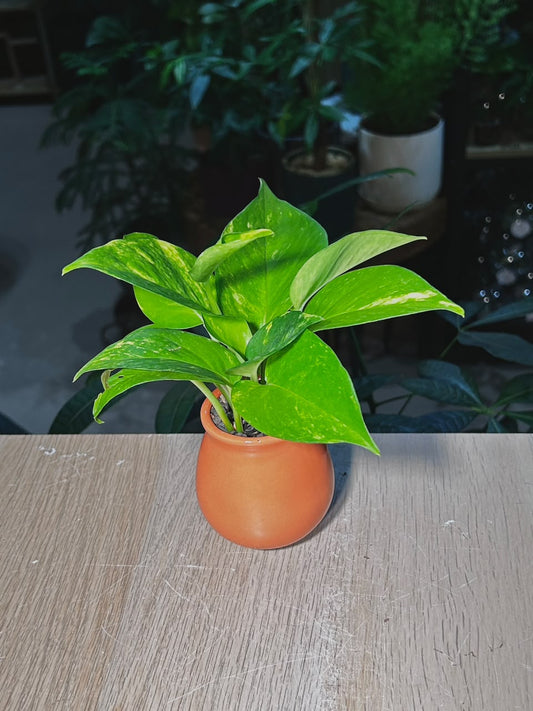 Golden Pothos (黄金葛) Epipremnum Aureum in Ceramic Pot