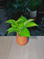 Golden Pothos (黄金葛) Epipremnum Aureum in Ceramic Pot