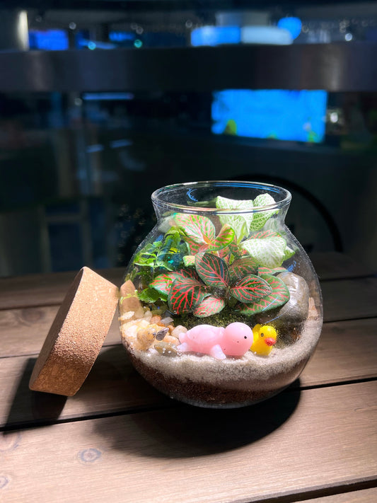 Fittonia and Fern with Moss Arrangement in Round Covered Glass Terrarium