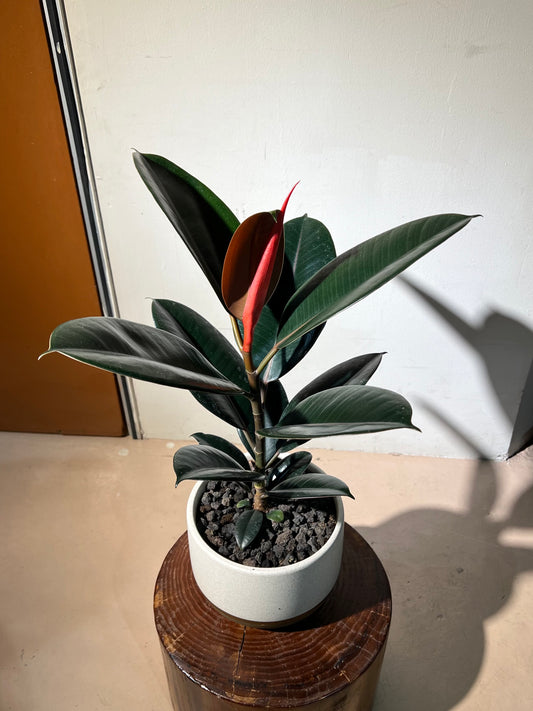 Ficus Elastica 'Burgundy' Rubber Plant in Ceramic Pot